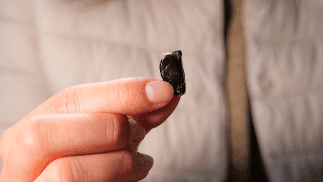 Person holding small black garlic