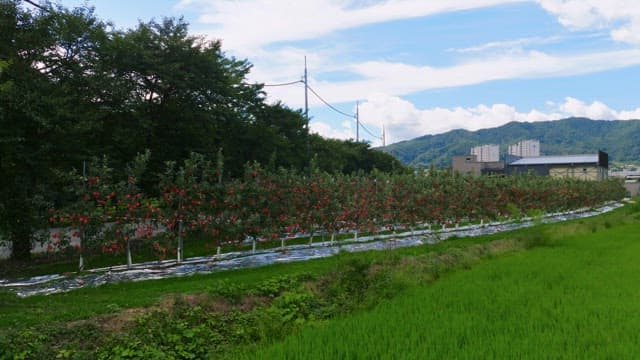 Apple orchard with red apples and green fields