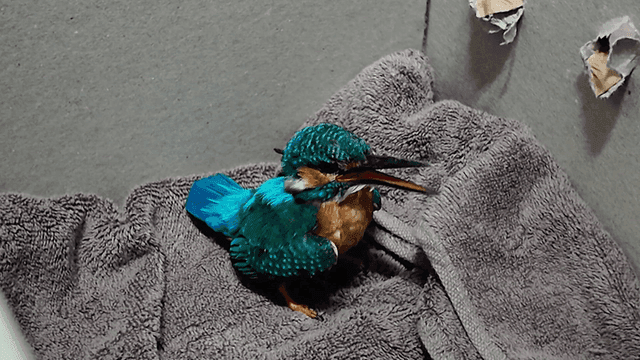 Colorful kingfisher resting on a towel