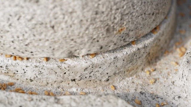 맷돌로 노란 밀을 곱게 가는 모습