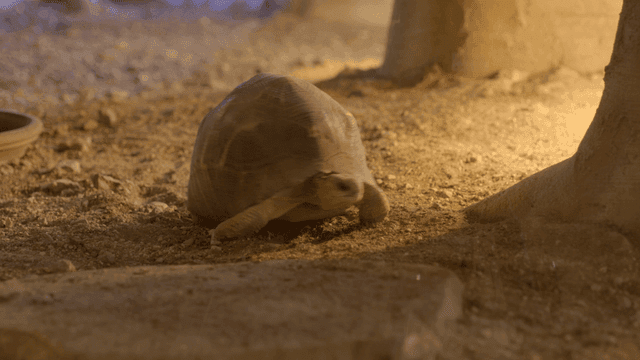 Tortoise walking on sandy ground