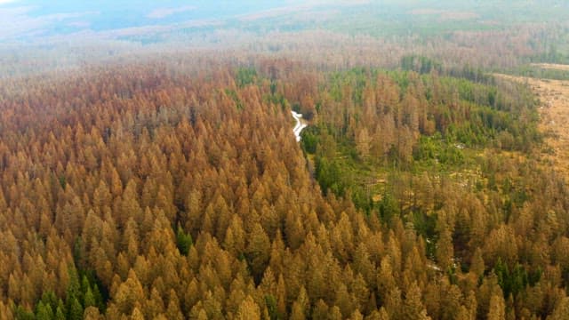 나무가 울창한 하르츠 국립공원 내 숲의 전경