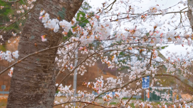 Cherry blossoms blooming on a branch