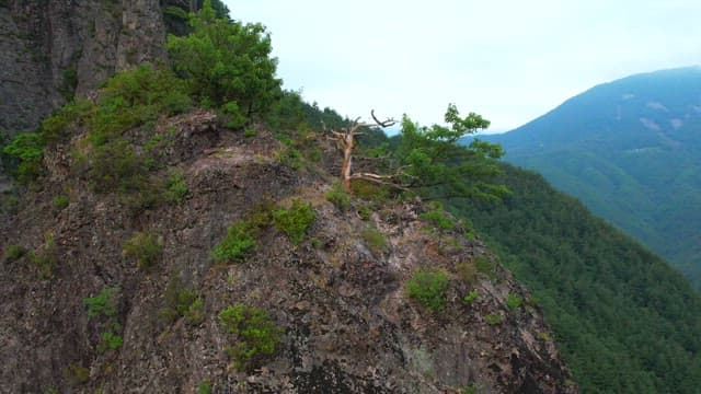 푸른 식물이 우거진 산의 평화로운 전망