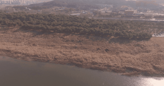 Dense field of silver grass by the riverside