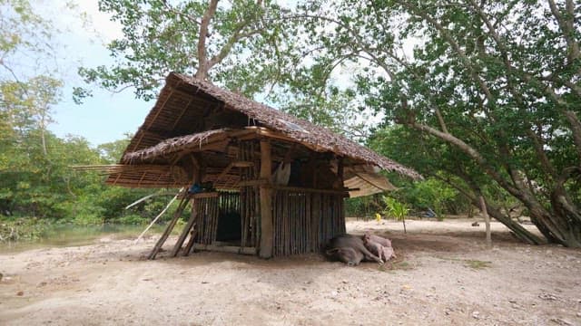 오두막 옆에서 어미 돼지의 젖을 먹고 있는 새끼 돼지들