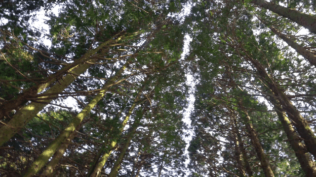 Tall trees in a dense forest