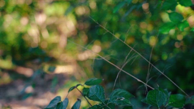 나무 사이로 햇빛이 비치는 조용한 숲길