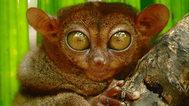 나무 가지에 매달린 안경원숭이