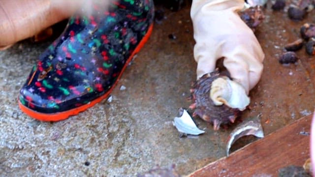 야외에서 소라 준비