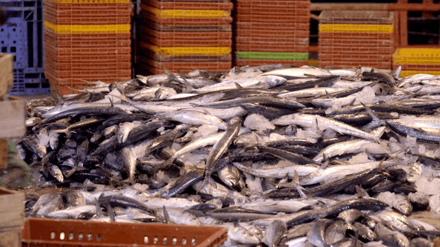 Ice and pile of mackerel