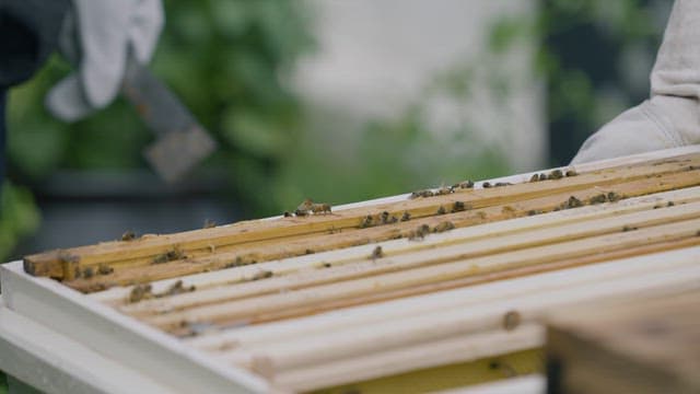 Person Checking Beehives in Apiary