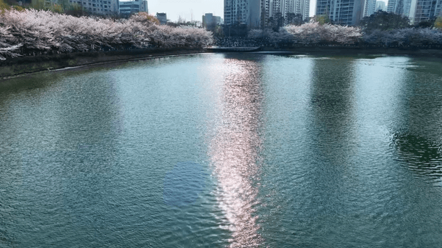 햇빛에 반짝이는 호숫가에 핀 벚꽃