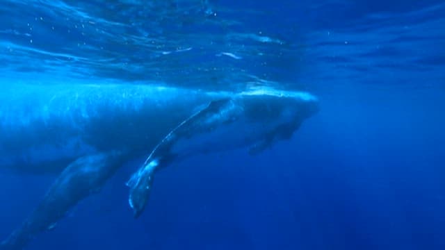 Majestic Whales Swimming Underwater