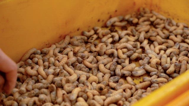 노란 용기 안에서 꿈틀거리는 굼벵이를 들어올린 손