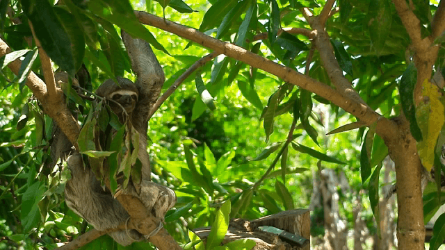 Sloth resting on a tree branch