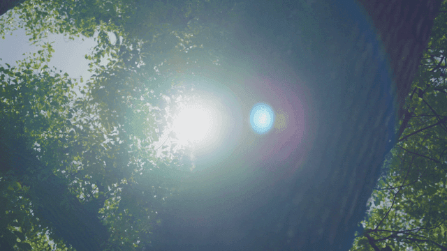 숲 나무 사이로 비치는 햇빛