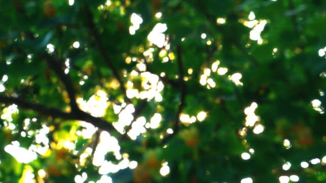 Sunlight filtering through the dense foliage of a tree