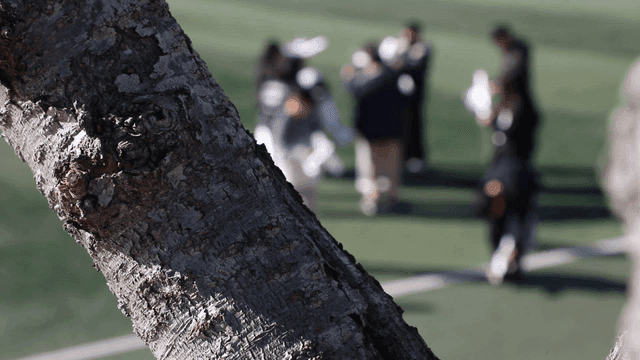 Tree trunk with people in park