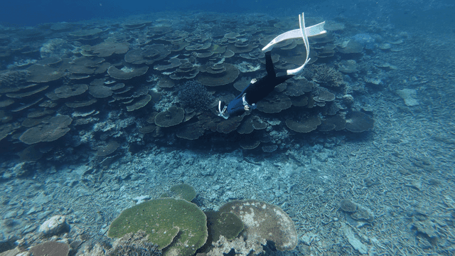 Freediver swimming over coral colony