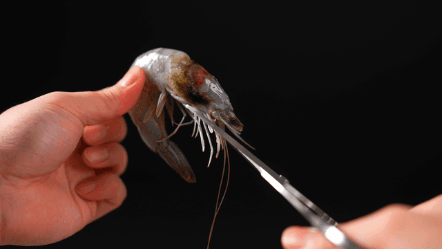 Preparing shrimp with scissors
