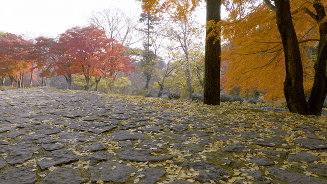 Autumn leaves on a stone path in a forest