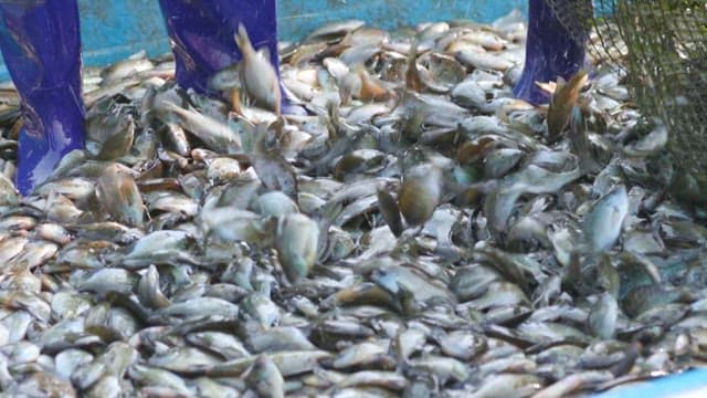 Fisherman in rubber boots standing among freshly caught fish