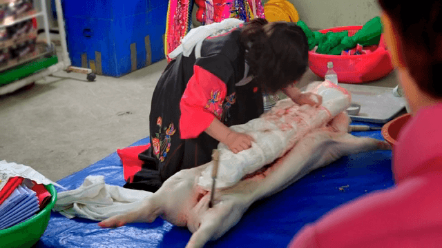 Person who performs a shamanic ritual by sticking a knife into pig