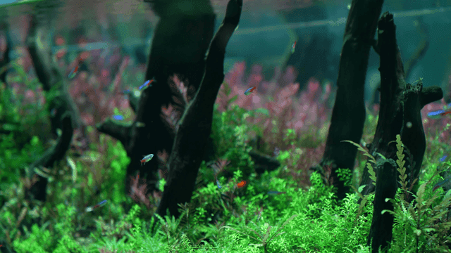 School of colorful fish swimming in lush aquarium