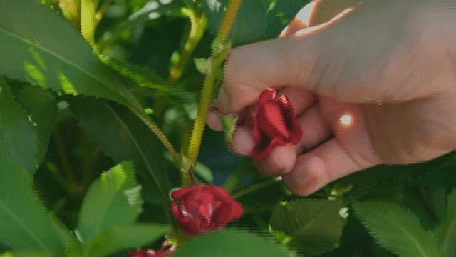 붉은 봉선화를 따는 손