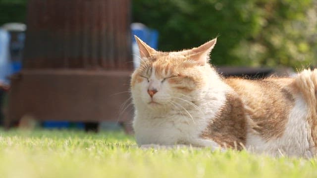 A cat resting on the grass in the sun