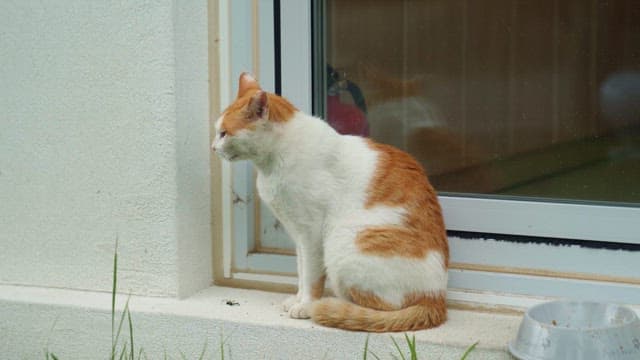 창가에 조용히 앉아 있는 주황색 고양이