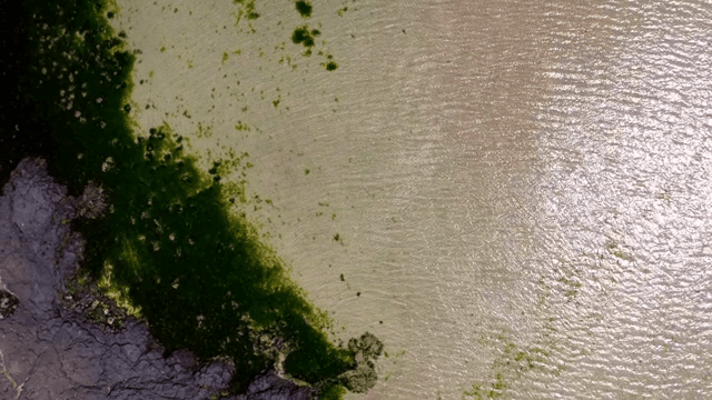 녹조가 있는 바위 해안선