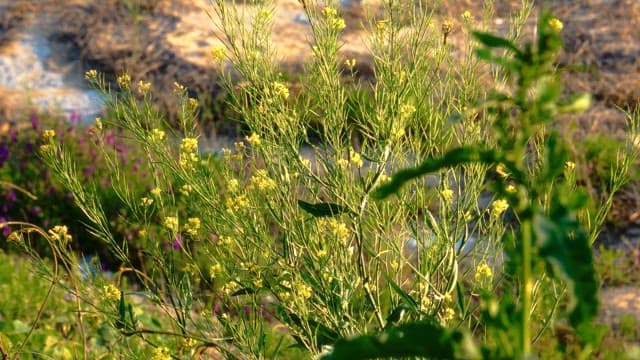 Close-up of yellow wildflowers swaying in the breeze