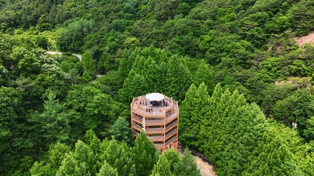 Observation tower surrounded by lush forest