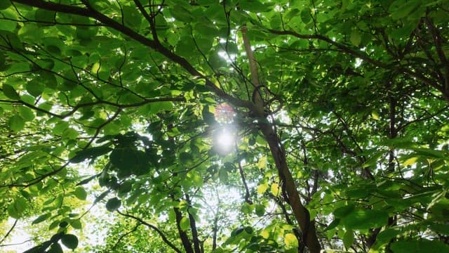 Sunlight streaming through lush green tree leaves in a forest