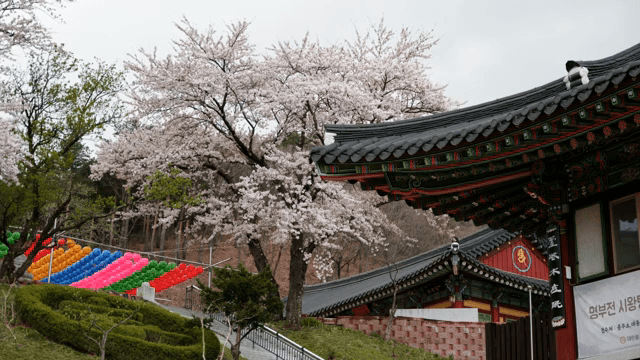 벚꽃이 핀 전통 한국 사찰