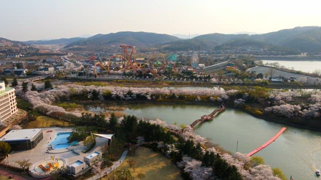 Amusement park and cherry blossoms in full bloom at the lake in spring