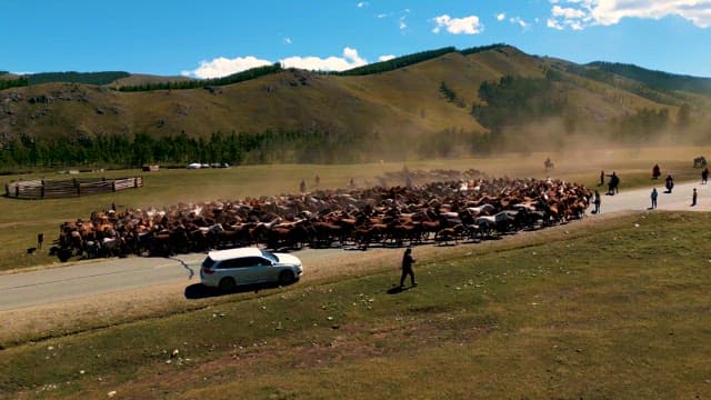 Herd of Horses Crossing Countryside Road with Greenery