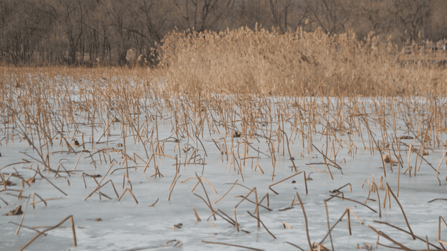 Frozen lake with dry reeds