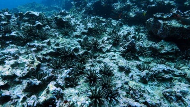 Underwater seascape with coral formations