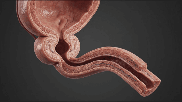 Cross-section of bladder, urethra, and prostate