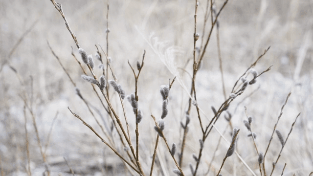 초봄에 새싹이 돋아나는 나뭇가지