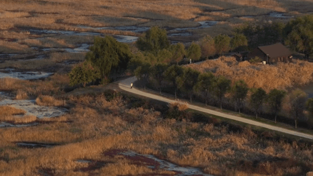 A serene path through a vast wetland