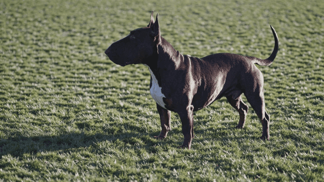 Bull Terrier standing on grass