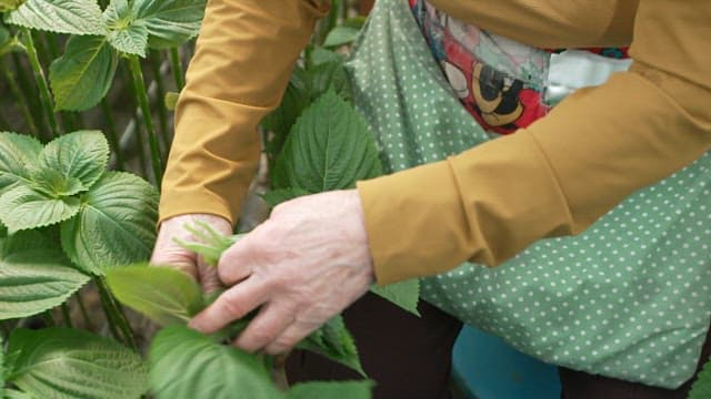 텃밭에서 신선한 녹색 깻잎을 수확하는 사람