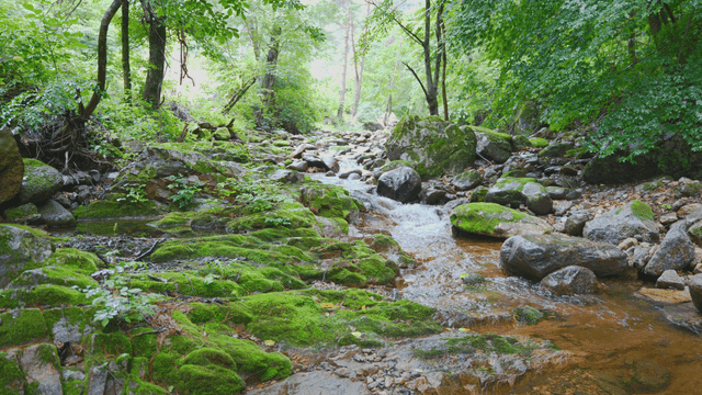 이끼 낀 바위가 있는 고요한 숲 속 계곡