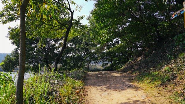 Serene dirt path through a lush forest on a sunny day