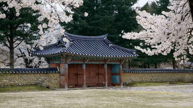 벚꽃이 핀 전통 한옥