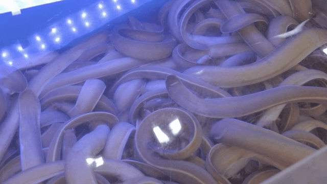 푸른 빛 아래 수조에서 헤엄치는 장어